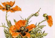 Demuth, Charles Poppies USA oil painting reproduction